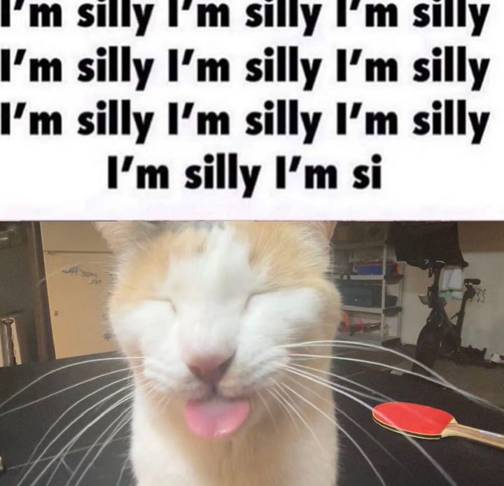 Feline Funnies: A Collection Of Cat Memes That'll Make You ROFL